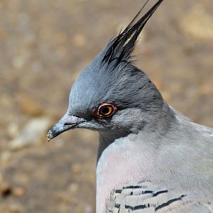 Crested Pigeon