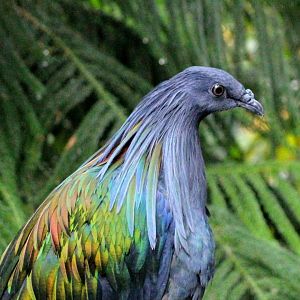 Nicobar Pigeon
