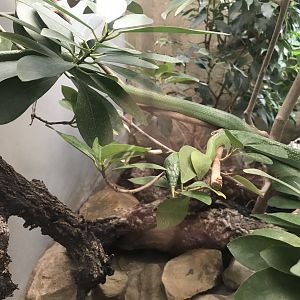 Terrarien - Rhino ratsnake exhibit 011218