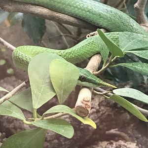 Terrarien - Rhino ratsnake 011218