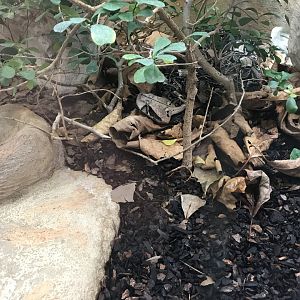 Terrarien - Gaboon viper 011218