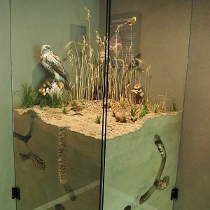 European hamster (Cricetus cricetus) burrows display (Oct 13th, 2018)