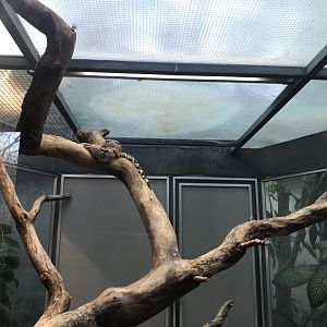 Terrarien - Boa constrictor 011218