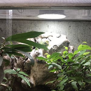 Terrarien - Knight anole 011218