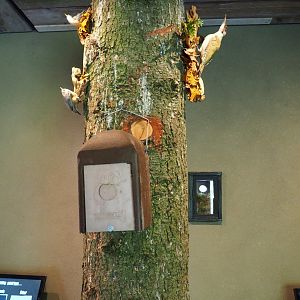 Tree trunk with taxidermied birds (Oct 13th, 2018)