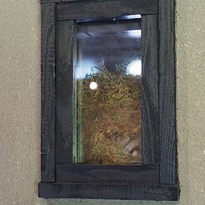 European garden dormouse nesting box