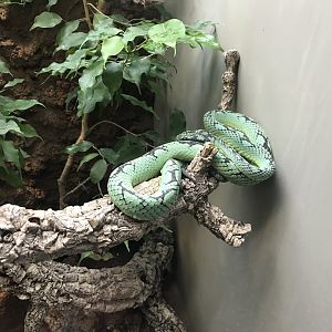 Terrarien - Sri Lankan pit viper 011218