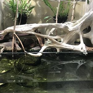 Terrarien - Mudskipper exhibit 011218