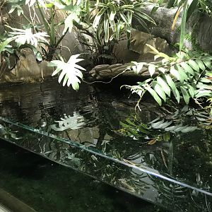 Terrarien - Mata mata exhibit 011218