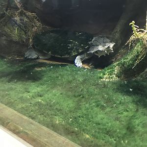 Terrarien - Mata mata 011218