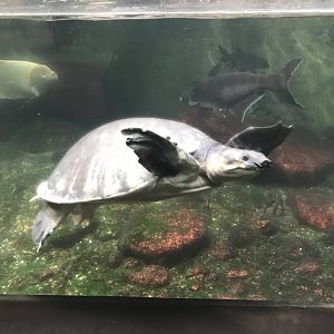 Terrarien - Fly river turtle 011218