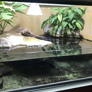 Terrarien - Yellow-blotched map turtle exhibit 011218