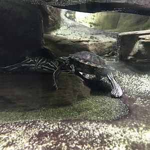 Terrarien - Yellow-blotched map turtle 011218