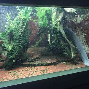 Aquarium - Electric eel 011218