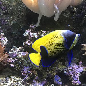 Aquarium - Pomacanthus navarchus 011218