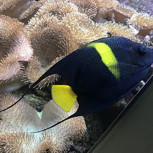 Aquarium - Pomacanthus asfur 011218