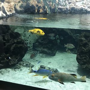 Aquarium - reef tank 011218