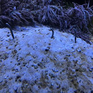 Aquarium - Spotted garden-eels 011218