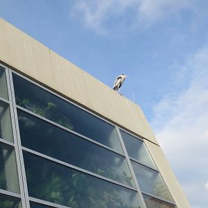 Wild Grey heron perched on top of Aquarium 011218