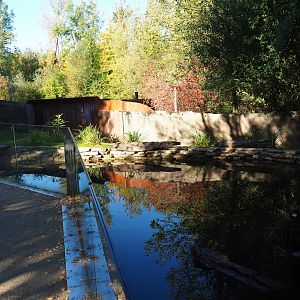 Eurasian otter exhibit (Oct 13th, 2018)
