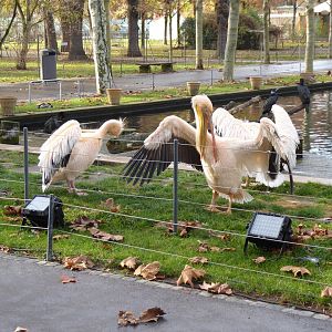 Langer See - Great white pelicans 011218
