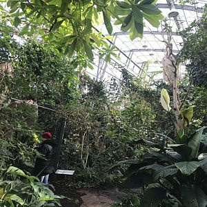 Amazonienhaus 011218