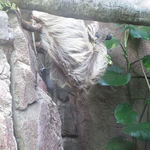 Amazonienhaus - Linnaeus' two-toed sloth 011218