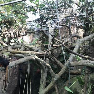 Amazonienhaus - Golden-headed lion tamarin and White-faced saki exhibit 011218
