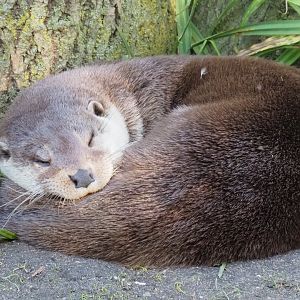 Eurasian otter (Lutra lutra lutra), Oct 13th, 2018