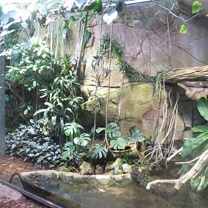 Amazonienhaus - Green anaconda exhibit 011218