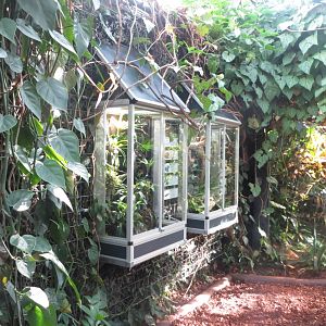 Amazonienhaus - Amphibian terraria 011218