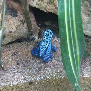 Amazonienhaus - Blue poison dart frog 011218