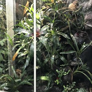 Amazonienhaus - terrarium 011218