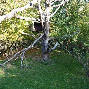 Red panda - Reeves' muntjac exhibit (Oct 13th, 2018)