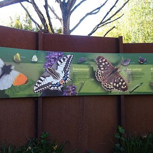Part of a sign on native butterflies (Oct 13th, 2018)