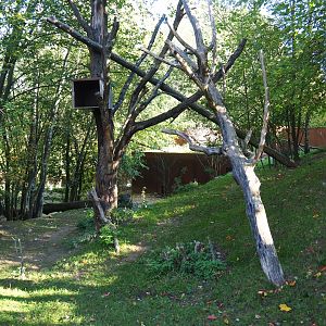 Red panda - Reeves' muntjac exhibit (Oct 13th, 2018)