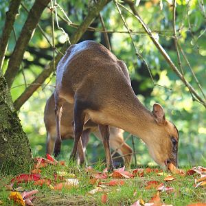 Reeves' muntjac (Muntiacus reevesi), Oct 13th, 2018