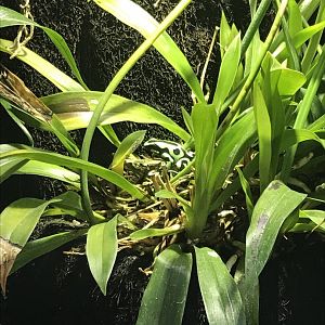 Amazonienhaus - Green and black poison dart frog 011218