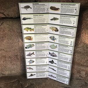 Amazonienhaus - large tank inhabitants 011218