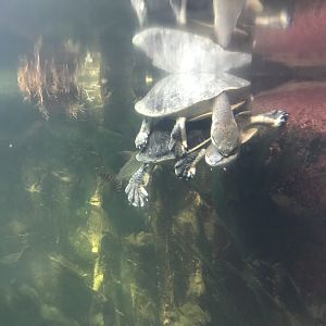 Amazonienhaus - Hilaire's side-necked turtles 011218