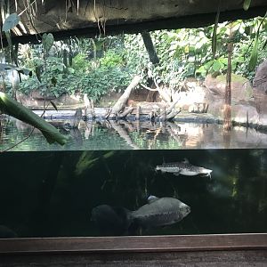 Amazonienhaus - large tank 011218