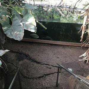 Amazonienhaus - steps down to large tank 011218