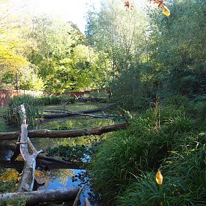 Pool in the Red panda - Reeves' muntjac exhibit (Oct 13th, 2018)