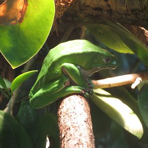 Amazonienhaus - Giant waxy tree frog 011218