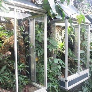 Amazonienhaus - second set of amphibian terraria 011218