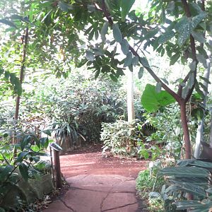 Amazonienhaus 011218