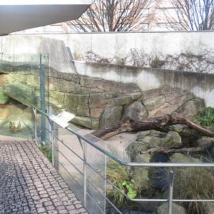 Amazonienhaus - outdoor Coati exhibit 011218