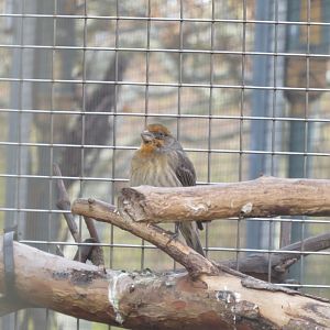 House finch 011218