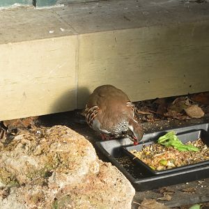 Red-legged partridge 011218