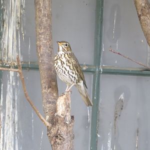 Song thrush 011218